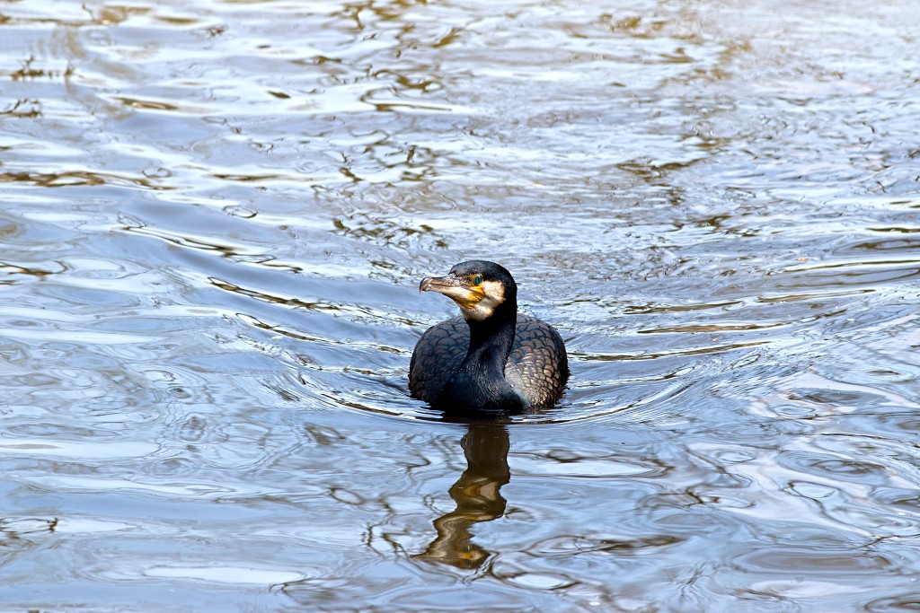 vogels vogel hdr fauna natuur aves zang vliegen vrij
